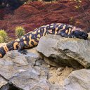 Lizard on the Rock  screen for extension Chrome web store in OffiDocs Chromium