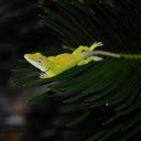 Lizard on the tip of a leaf  screen for extension Chrome web store in OffiDocs Chromium
