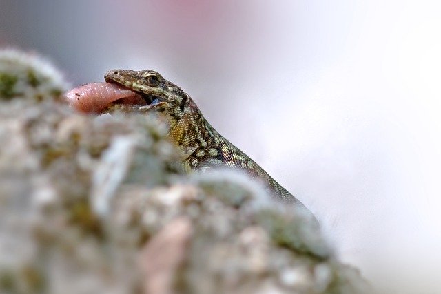 Free download lizard reptile animal nature fauna free picture to be edited with GIMP free online image editor