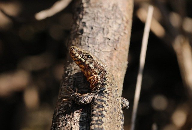 Free download lizard reptiles scales biodiversity free picture to be edited with GIMP free online image editor