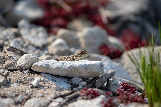 Free download lizard stone africa bokeh reptile free picture to be edited with GIMP free online image editor