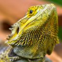 LIZARD Theme  screen for extension Chrome web store in OffiDocs Chromium