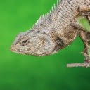 LIZARD THEME  screen for extension Chrome web store in OffiDocs Chromium