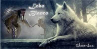 Free download loboblanco1 free photo or picture to be edited with GIMP online image editor
