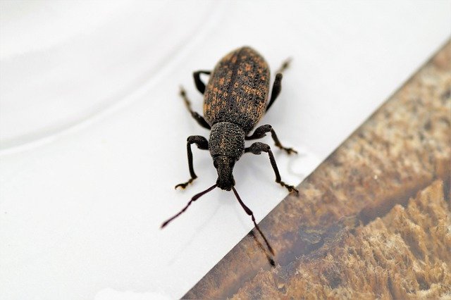 Free download loboconosec beetle pest weasels free picture to be edited with GIMP free online image editor