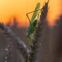 LOCUSTS Theme  screen for extension Chrome web store in OffiDocs Chromium