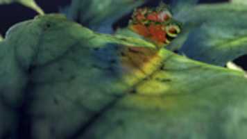 বিনামূল্যে ডাউনলোড লোগো mariposa বিনামূল্যে ছবি বা ছবি GIMP অনলাইন ইমেজ এডিটর দিয়ে সম্পাদনা করা হবে