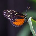 Pantalla Lone Butterfly para extensión Chrome web store en OffiDocs Chromium