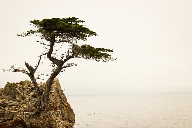Free download lone cyprus monterey free picture to be edited with GIMP free online image editor