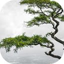 lonely tropical tree valley nelliyampathy hills kerala india  screen for extension Chrome web store in OffiDocs Chromium
