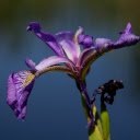 Écran Lone Purple Iris pour l'extension de la boutique en ligne Chrome dans OffiDocs Chromium