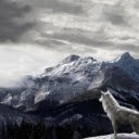 Lone Wolf in the Snow  screen for extension Chrome web store in OffiDocs Chromium