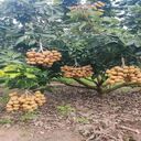 longan tree wallpaper  screen for extension Chrome web store in OffiDocs Chromium