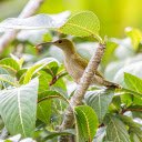 Long Beaked Blue Bird  screen for extension Chrome web store in OffiDocs Chromium