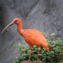 Long beaked yellow bird  screen for extension Chrome web store in OffiDocs Chromium