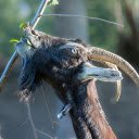 Long bearded goat  screen for extension Chrome web store in OffiDocs Chromium