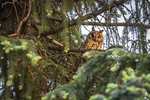 Free download long eared owl asio otus owl free picture to be edited with GIMP free online image editor