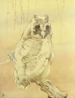 Free download Long-Eared Owl, Baby Bird by E J Detmold (ca 1900) free photo or picture to be edited with GIMP online image editor