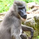 Long faced monkey  screen for extension Chrome web store in OffiDocs Chromium