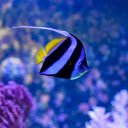 Long Fin Sea Fish  screen for extension Chrome web store in OffiDocs Chromium