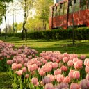 Long flower bed on the side of the road  screen for extension Chrome web store in OffiDocs Chromium