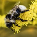 Long haired bee  screen for extension Chrome web store in OffiDocs Chromium