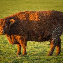 Long haired Cow  screen for extension Chrome web store in OffiDocs Chromium
