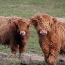 Long haired cows  screen for extension Chrome web store in OffiDocs Chromium