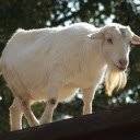 Long haired goat  screen for extension Chrome web store in OffiDocs Chromium