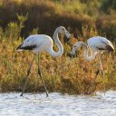 Long legged bird  screen for extension Chrome web store in OffiDocs Chromium
