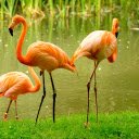 Long legged birds  screen for extension Chrome web store in OffiDocs Chromium