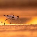 Long legged white bird  screen for extension Chrome web store in OffiDocs Chromium