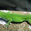 Long Mouth Lizard  screen for extension Chrome web store in OffiDocs Chromium