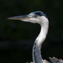 Long necked bird  screen for extension Chrome web store in OffiDocs Chromium