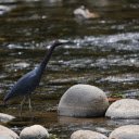 Long necked bird on the bank of a stream  screen for extension Chrome web store in OffiDocs Chromium