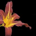 Long petal flowers  screen for extension Chrome web store in OffiDocs Chromium