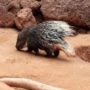 Long Quilted Hedgehog  screen for extension Chrome web store in OffiDocs Chromium