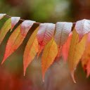Long, serrated red leaves  screen for extension Chrome web store in OffiDocs Chromium