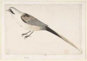प्रोफाइल में देखा गया लंबी पूंछ वाला पक्षी मुफ्त डाउनलोड करें। GIMP ऑनलाइन छवि संपादक के साथ संपादित की जाने वाली मुफ्त तस्वीर या तस्वीर