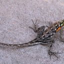Long tailed lizard  screen for extension Chrome web store in OffiDocs Chromium