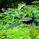 Long tailed Peacock  screen for extension Chrome web store in OffiDocs Chromium