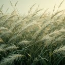 Long tall grass field  screen for extension Chrome web store in OffiDocs Chromium
