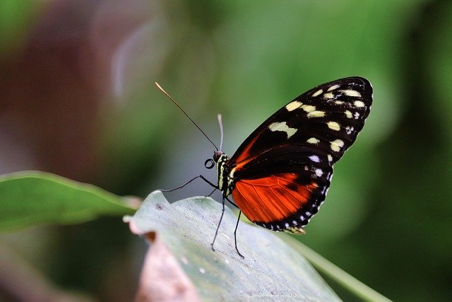Descarga gratuita de imágenes gratuitas de mariposas e insectos de alas largas para editar con el editor de imágenes en línea gratuito GIMP