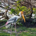 Long yellow beaked bird  screen for extension Chrome web store in OffiDocs Chromium