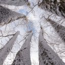Looking Up at Snowy Trees  screen for extension Chrome web store in OffiDocs Chromium