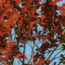 Looking Up Through Red Leaves  screen for extension Chrome web store in OffiDocs Chromium