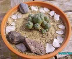 Unduh gratis Lophophora williamsii foto atau gambar gratis untuk diedit dengan editor gambar online GIMP