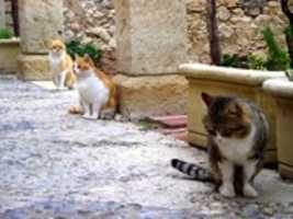 Free download Los tres gatitos free photo or picture to be edited with GIMP online image editor