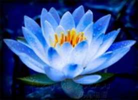 Free download Lotus 2 free photo or picture to be edited with GIMP online image editor