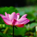 Lotus and Sun  screen for extension Chrome web store in OffiDocs Chromium